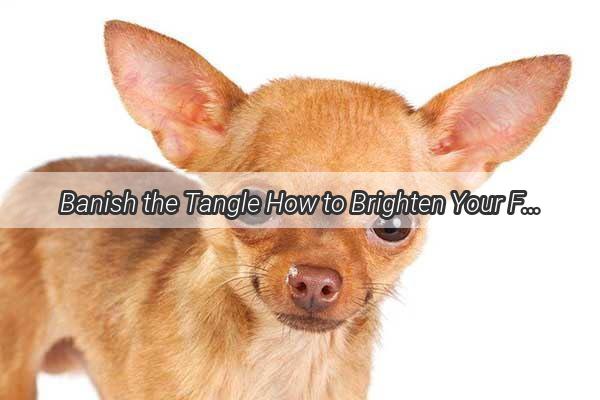 Banish the Tangle How to Brighten Your Furry Friends Dyed Puff with a Whitening Touch